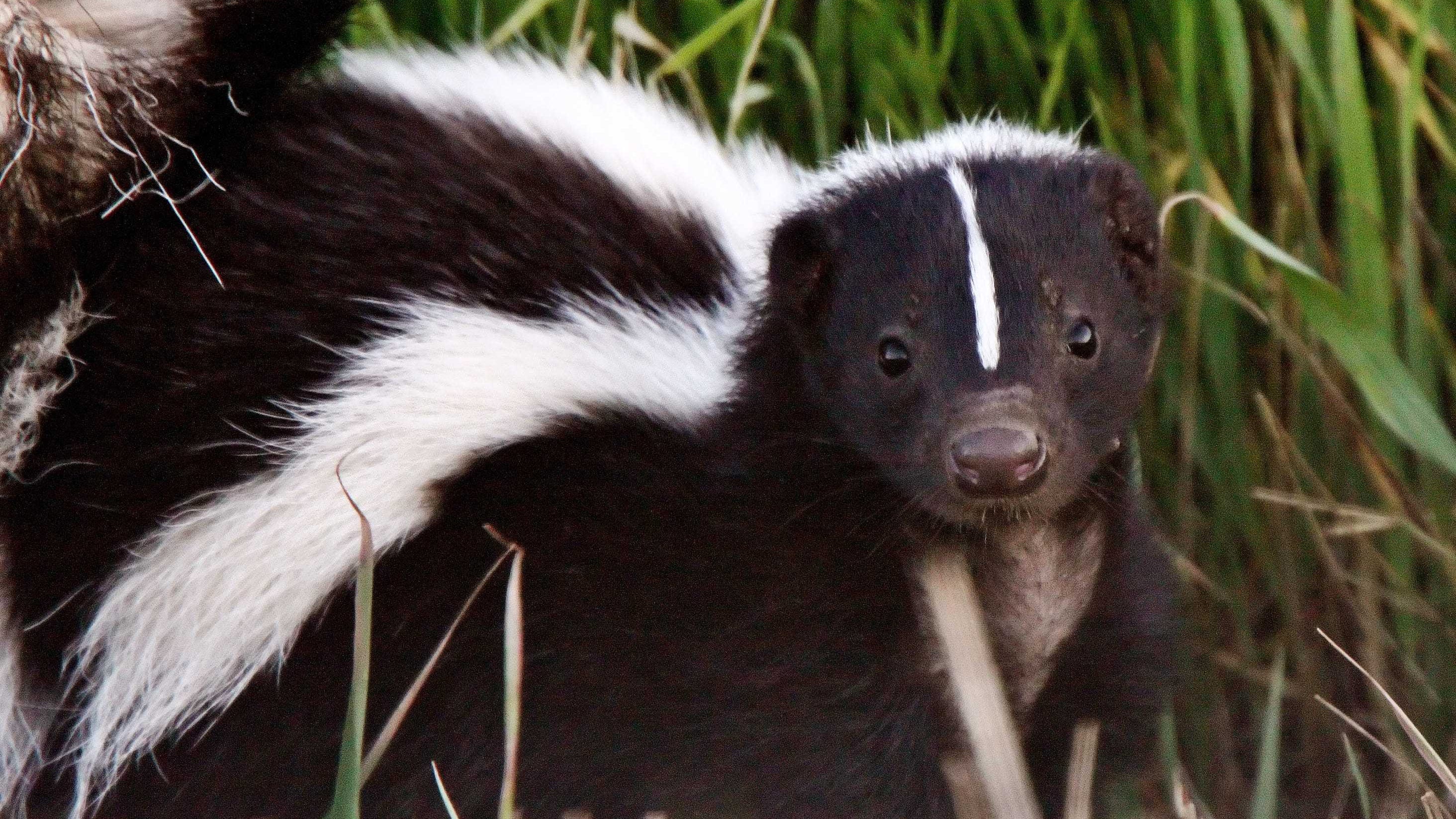 The Skunks are OK